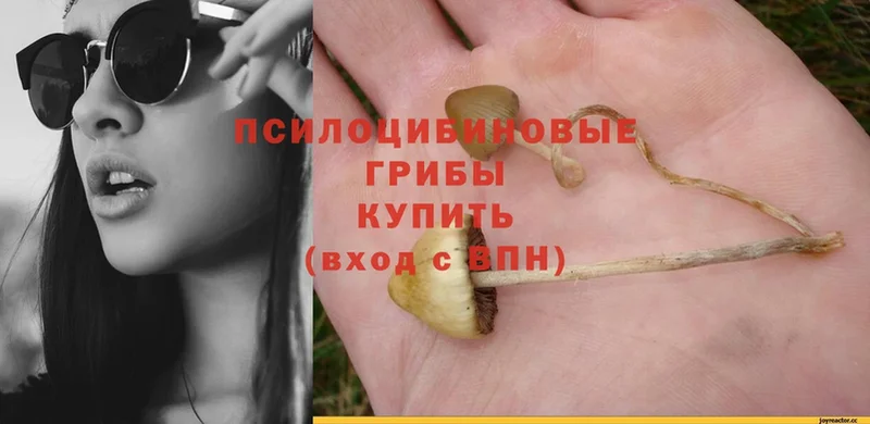 Галлюциногенные грибы Psilocybe  где продают   Ставрополь 